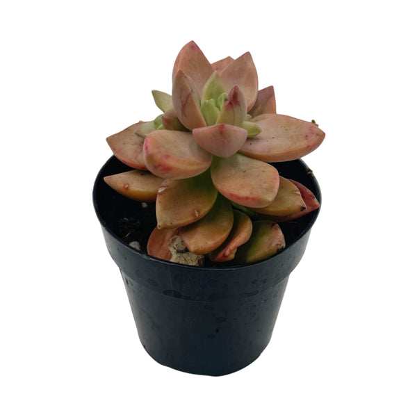 Graptosedum Sunsplash | Sunsplash