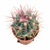 Ferocactus pilosus | Mexican Lime Cactus