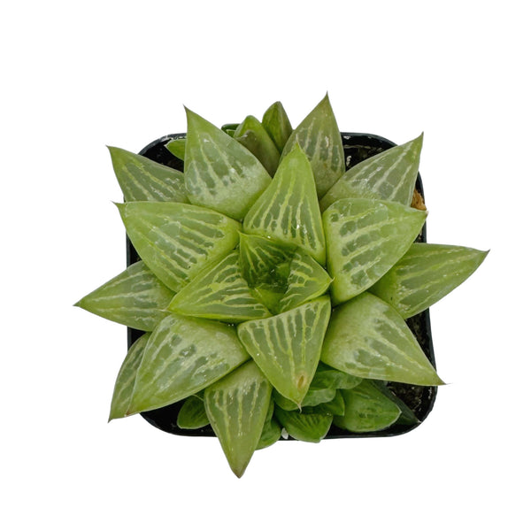 Haworthia retusa f. geraldii | Star Cactus - Lazy Gardens