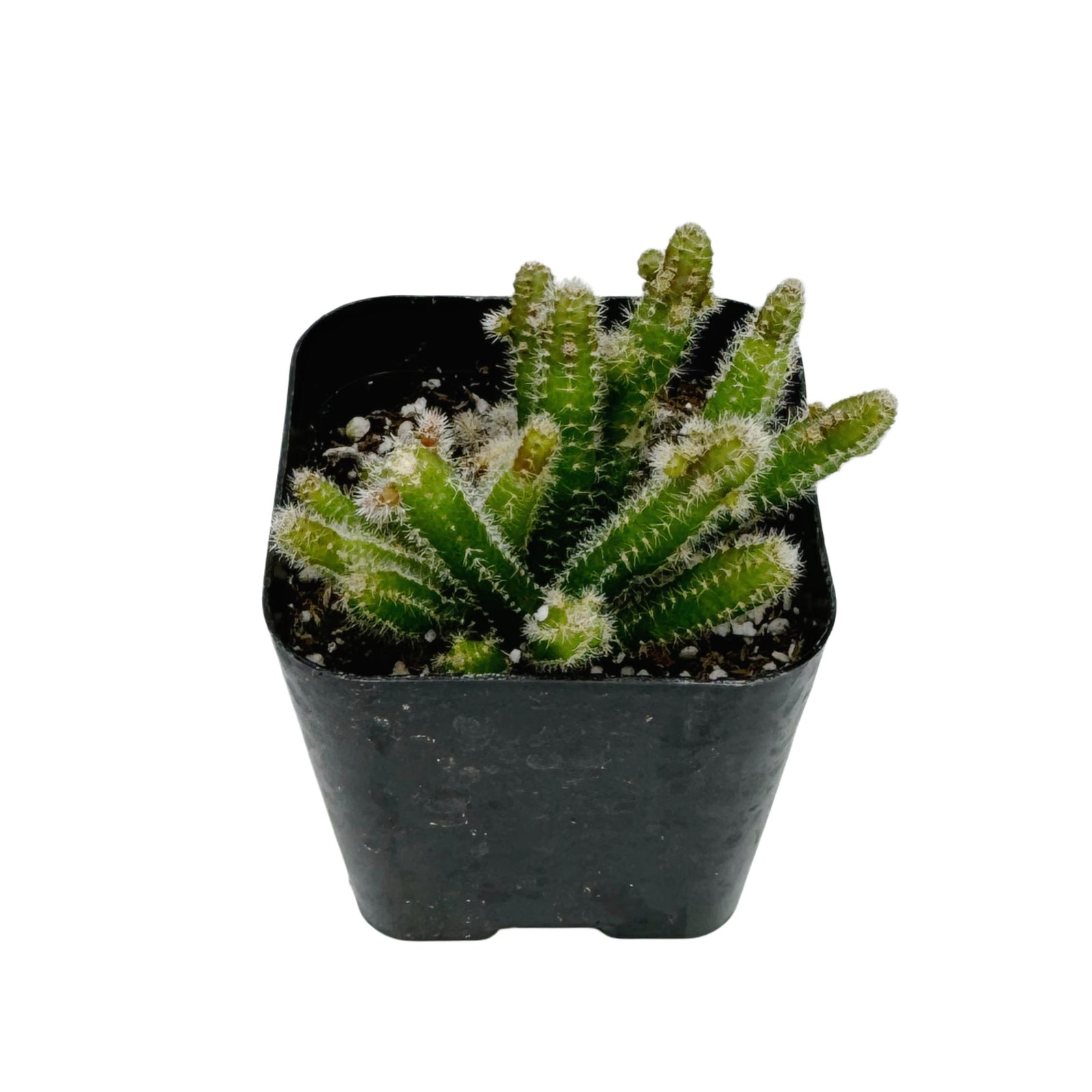 Rhipsalis baccifera horrida | Mouse Tail Cactus – Lazy Gardens