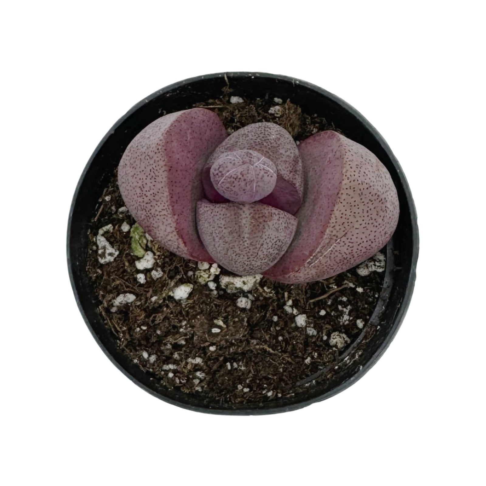 royal flush succulent Pleiospilos Nelii
