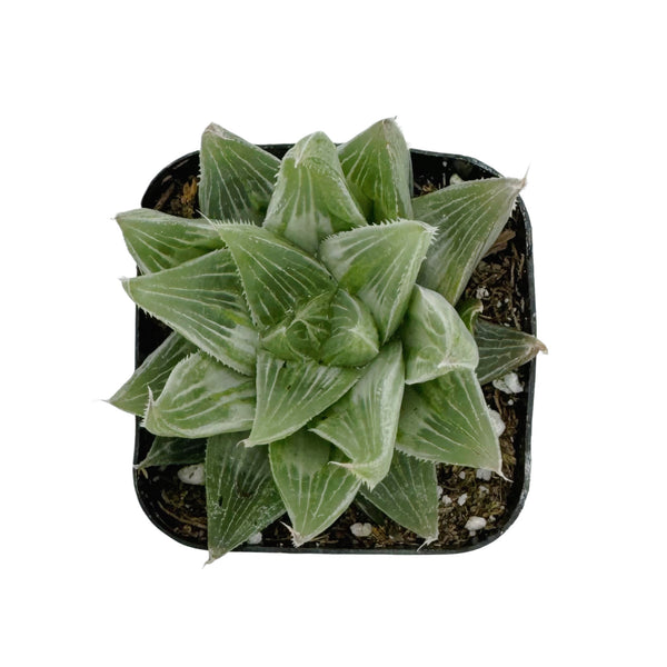Haworthia retusa 'White Ghost' - Lazy Gardens