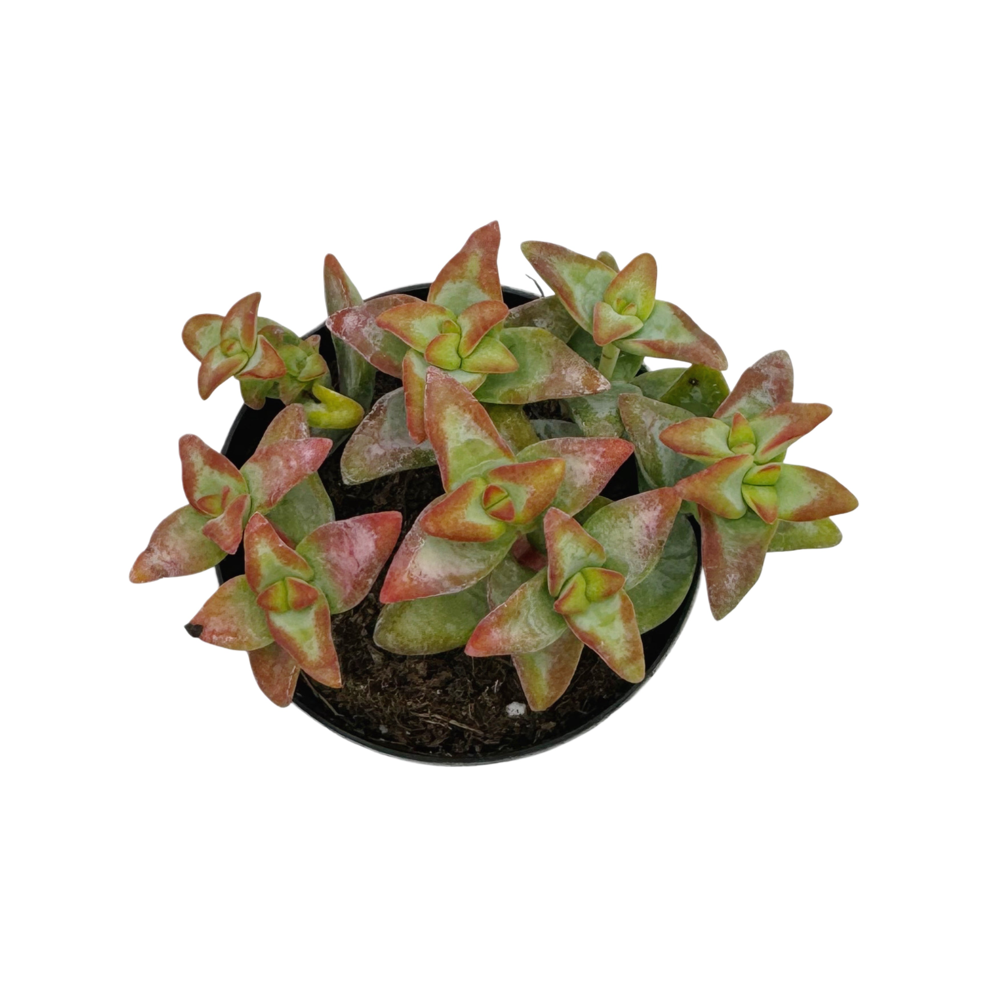 high voltage succulent Crassula Rupestris ‘High Voltage’
