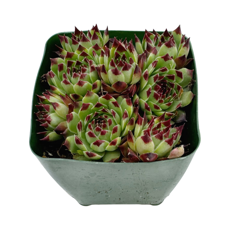 Sempervivum Tectorum