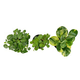 Assorted Peperomia Pack - Lazy Gardens