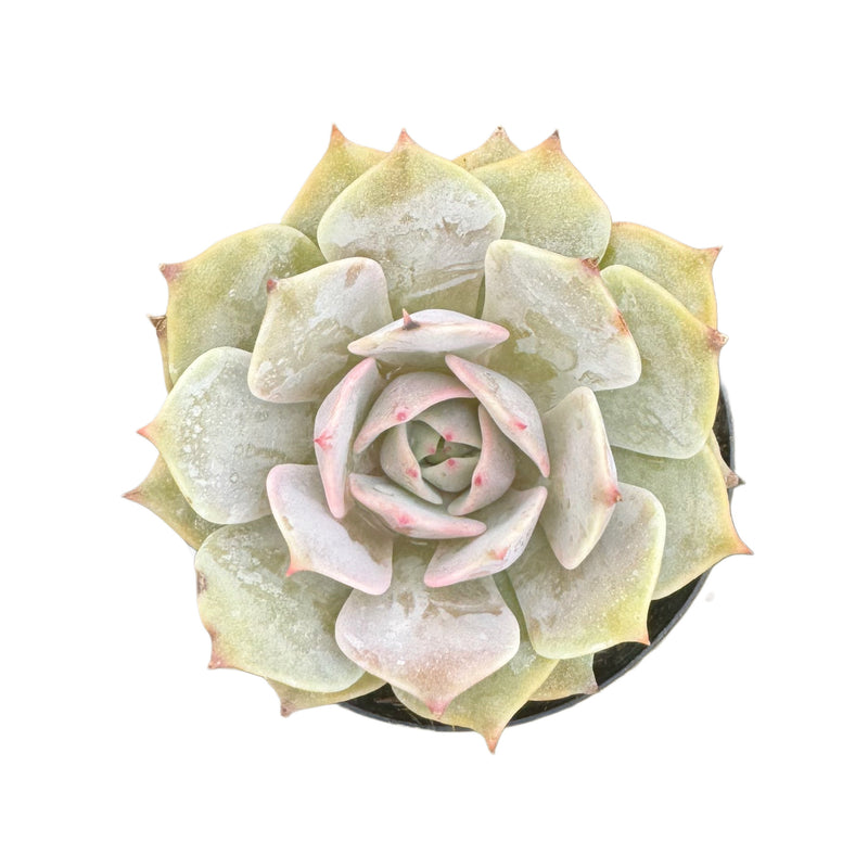 angel succulent plant Echeveria Angel Kissed – Lazy Gardens