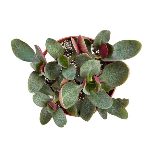 Crassula Multicava | Fairy Crassula - Lazy Gardens