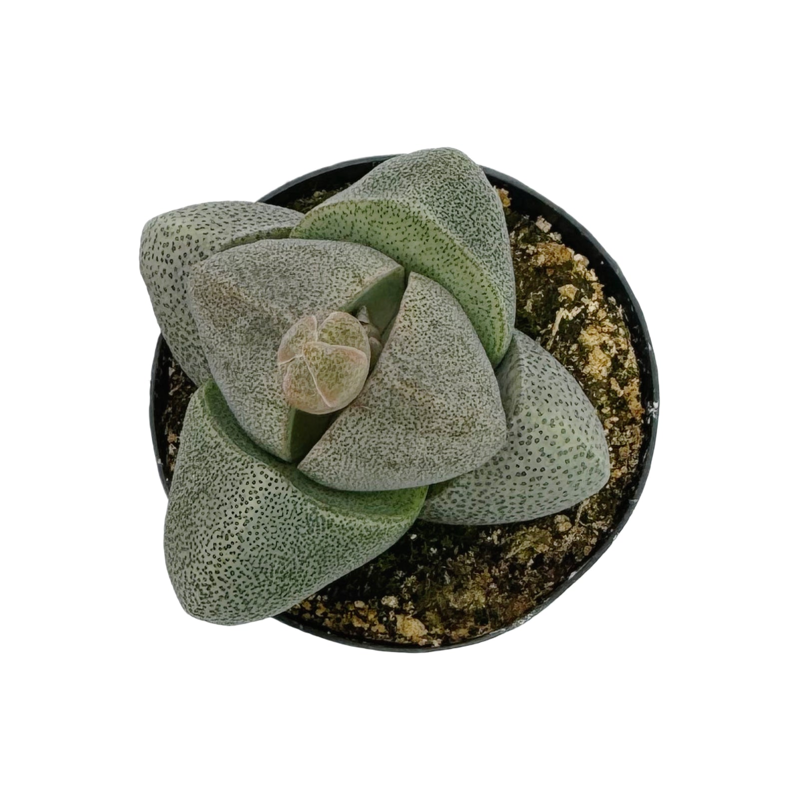 succulent split rock Pleiospilos Nelii
