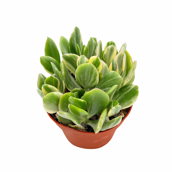 tricolor variegated jade plant Crassula Ovata Tricolor