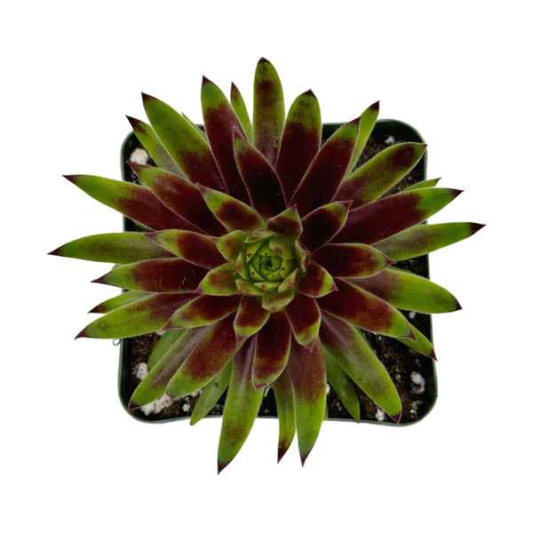 Sempervivum Blush