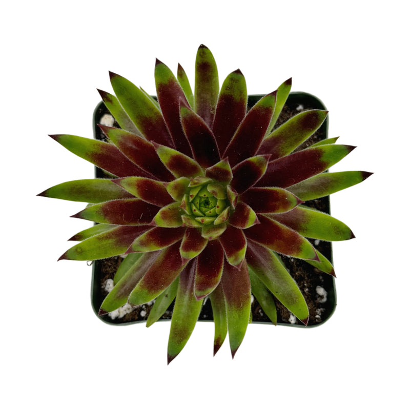 Sempervivum Blush