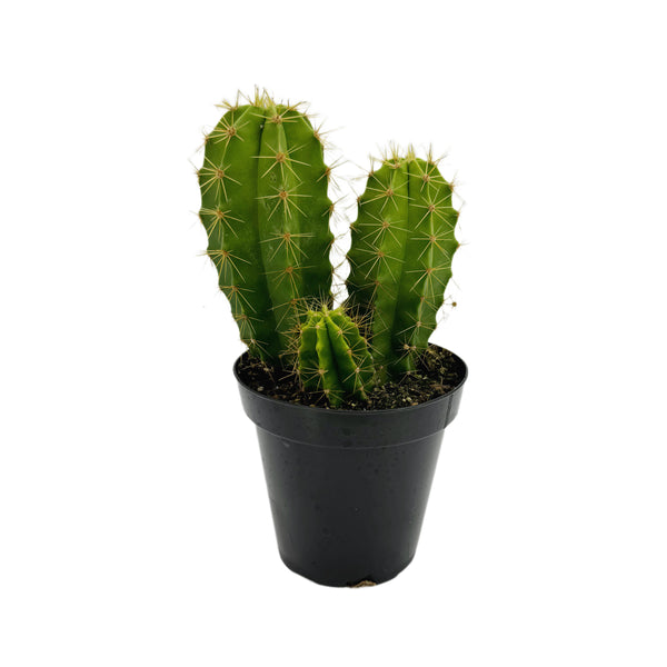 Lemaireocereus chende | Chende Cactus - Lazy Gardens