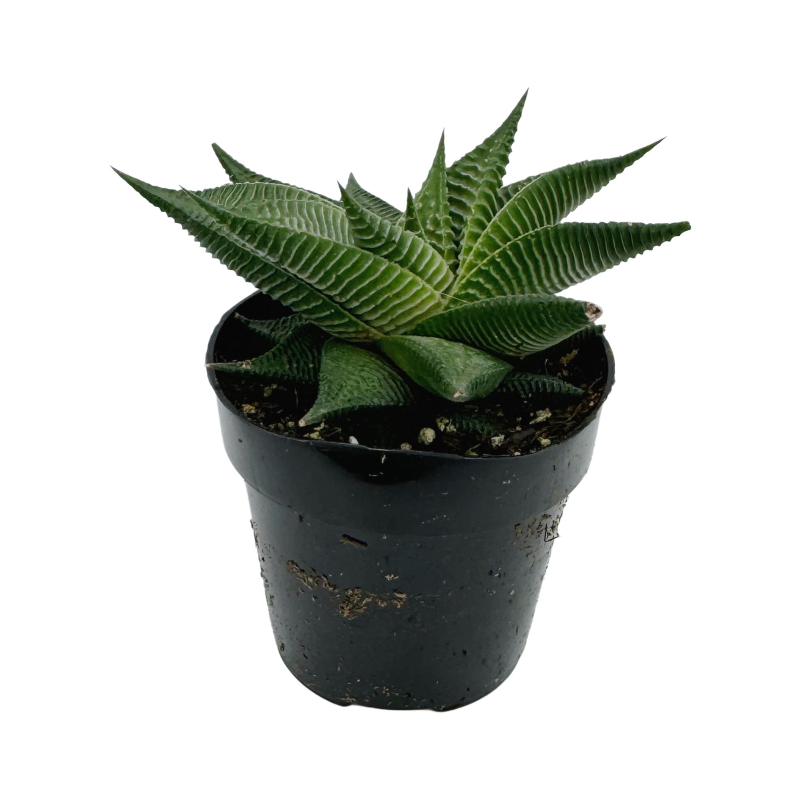Haworthia limifolia spiralis | Twister Haworthia – Lazy Gardens