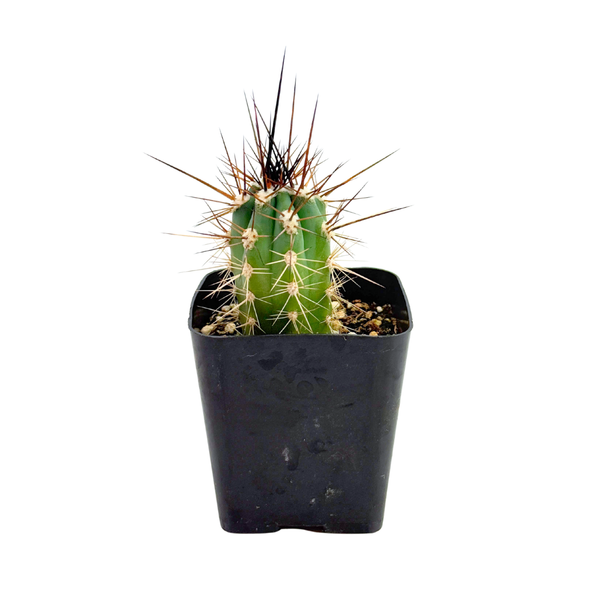 Stetsonia coryne