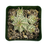 Euphorbia meloformis Variegata | Variegated Melon Spurge