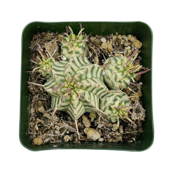 Euphorbia meloformis Variegata | Variegated Melon Spurge
