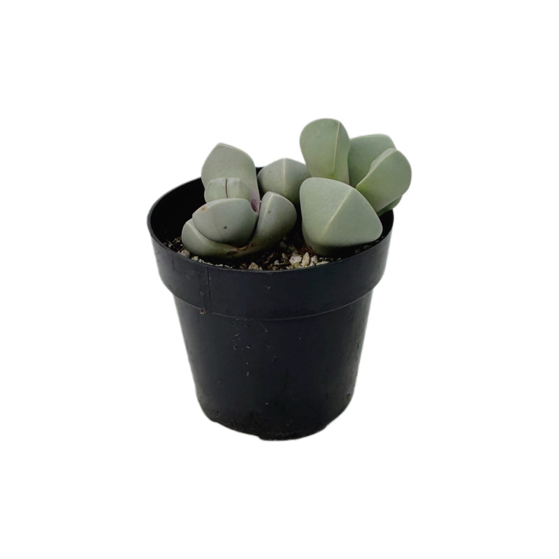 lapidaria succulent Lapidaria Margaretae