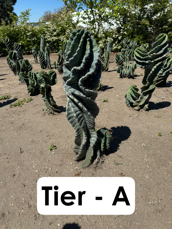 Cereus forbesii Spiralis Field Specimen | Extra Large Branching Spiral Cactus
