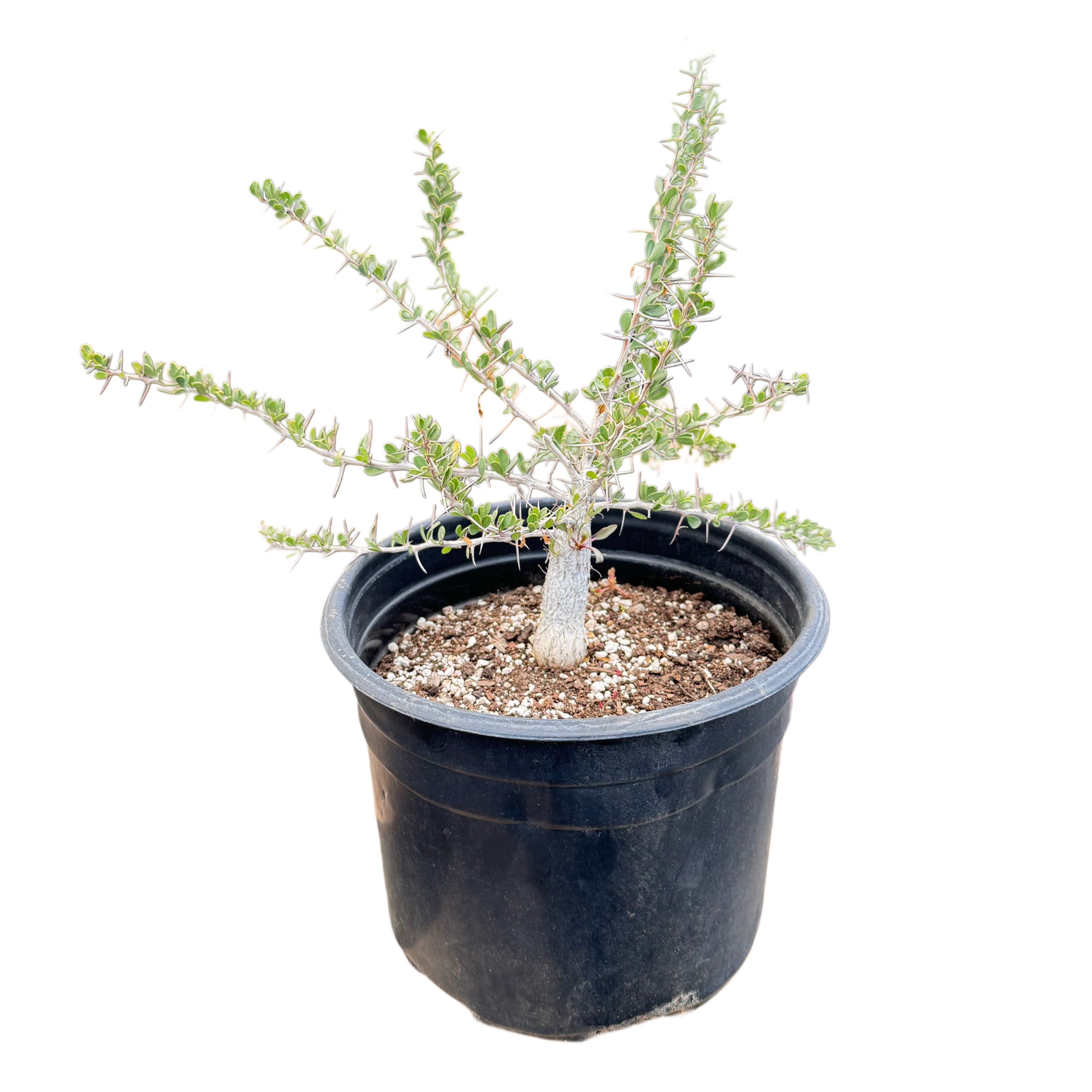 Fouquieria columnaris | Boojum tree – Lazy Gardens
