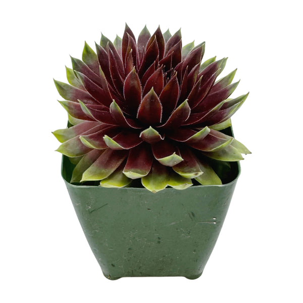 Sempervivum Maya