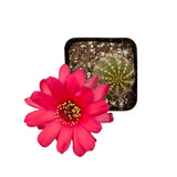 Echinopsis chamaecereus | Peanut Cactus - Lazy Gardens