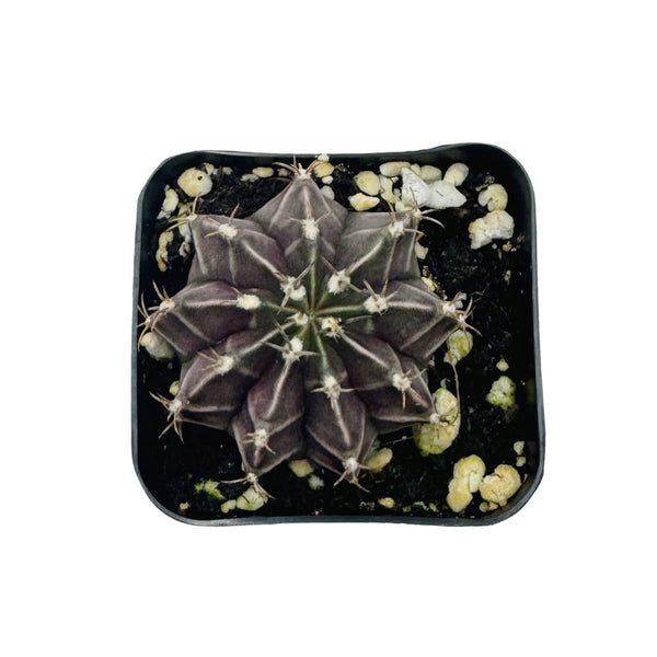 Gymnocalycium mihanovichii friedrichii | Moon Cactus (Rooted) - Lazy Gardens