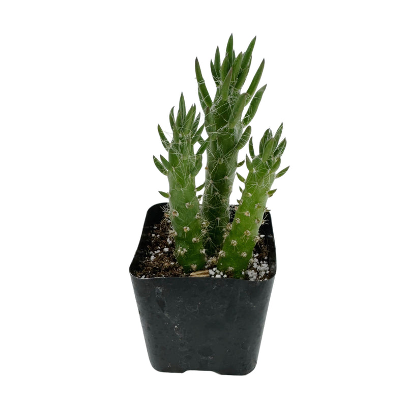 Austrocylindropuntia cylindrica | Cane Cactus - Lazy Gardens