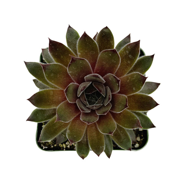 Sempervivum Ohio Burgandy