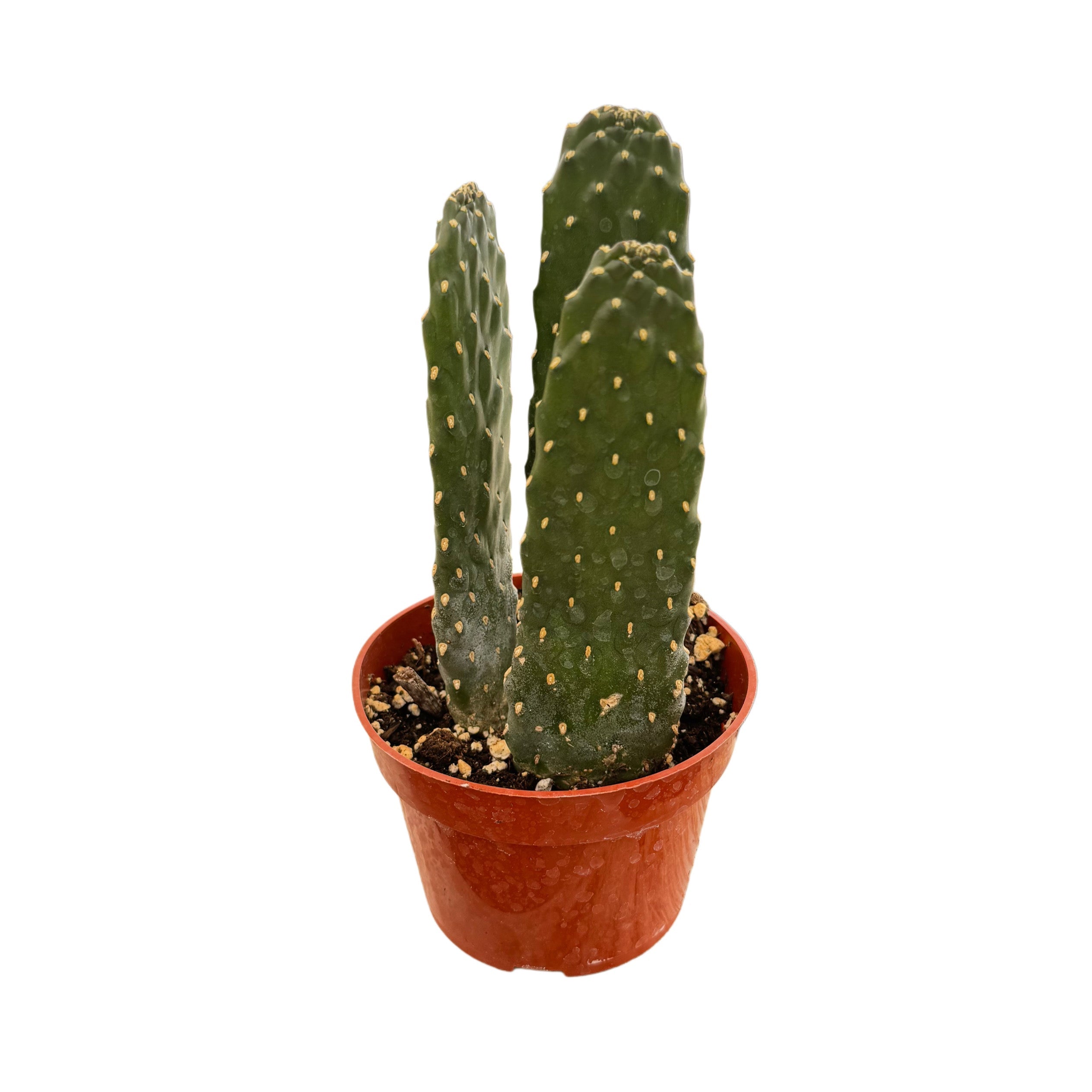 Opuntia Consolea | Road Kill Cactus – Lazy Gardens