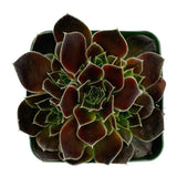 Sempervivum heuffelii ‘Irene’