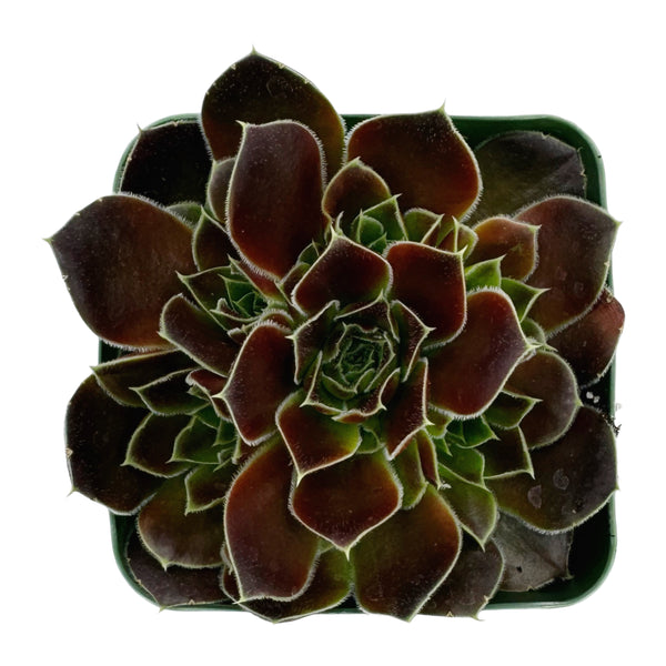 Sempervivum heuffelii ‘Irene’