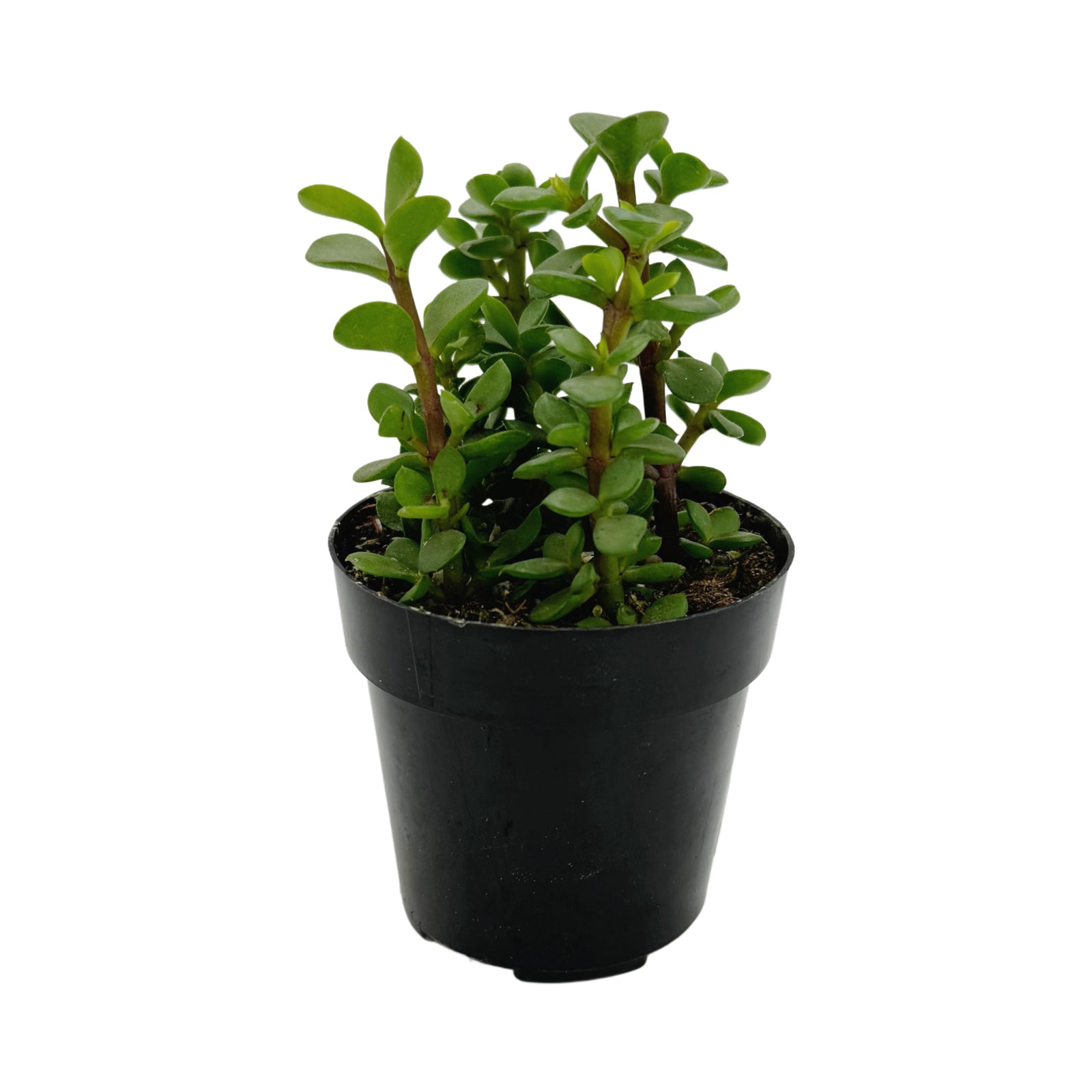 Portulacaria afra minima Lilliput