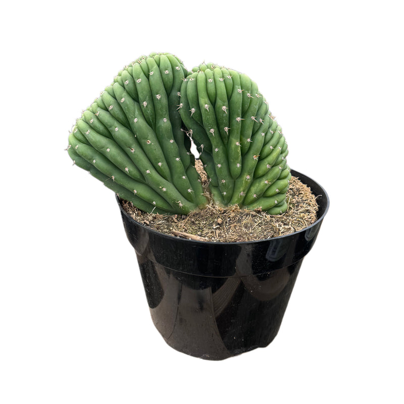crested san pedro cactus Trichocereus Cristata