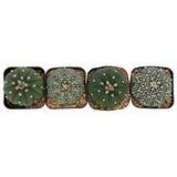 Astrophytum asterias master pack including four different varieties of cultivar. ‘Nudem’ ‘Suberkabuto’ ‘V-Type’ ‘Spotted’