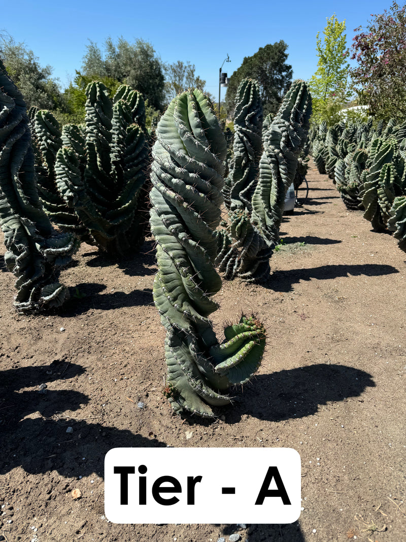 Cereus forbesii Spiralis Field Specimen | Extra Large Branching Spiral Cactus