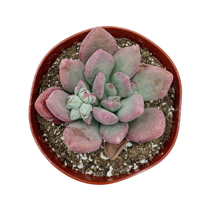 pachyveria royal flush succulent Pachyveria ‘Royal Flush’