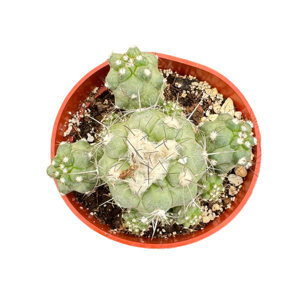 Copiapoa Humilis - Lazy Gardens