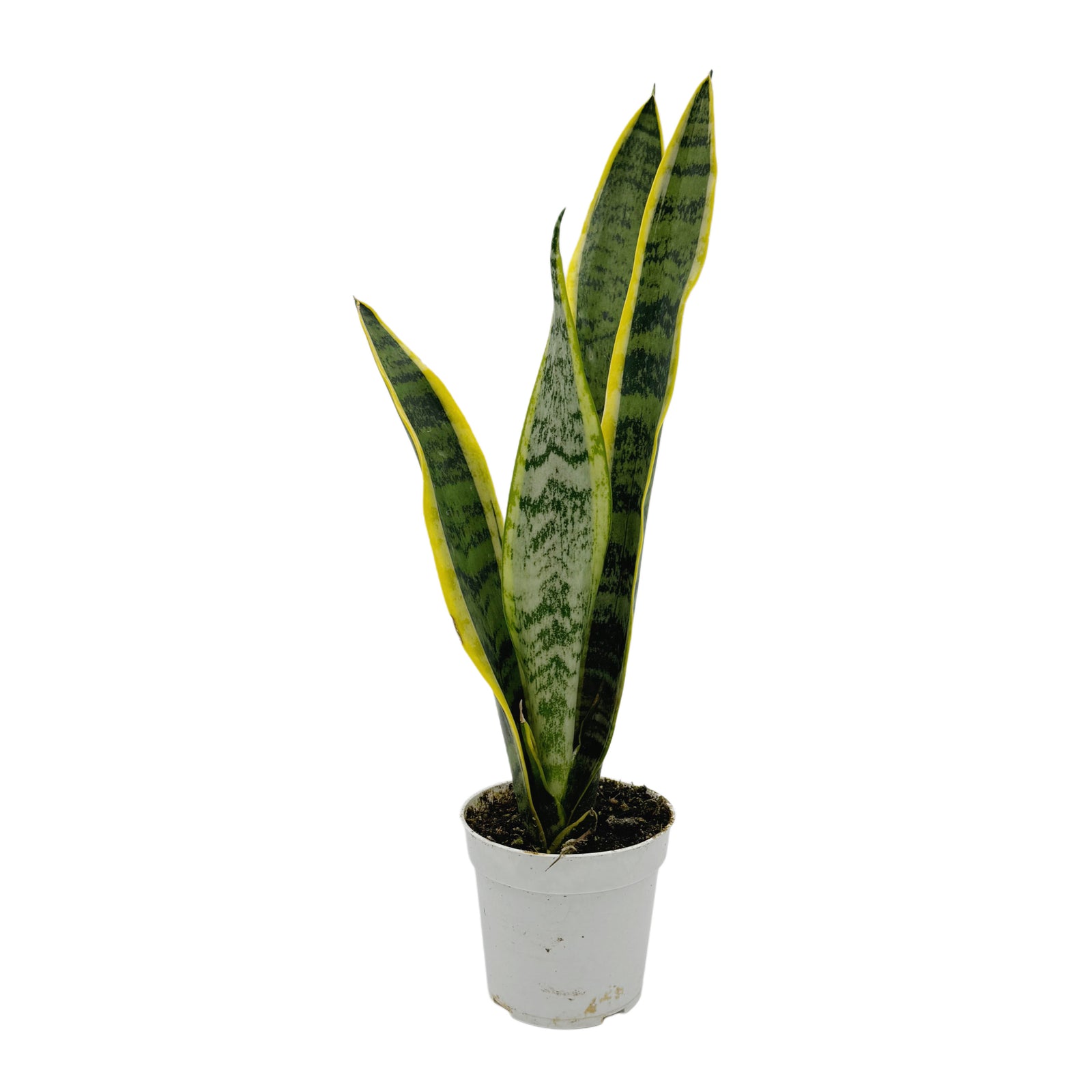sansevieria trifasciata variegated Sansevieria Trifasciata var. Laurentii
