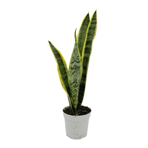Sansevieria Trifasciata var. Laurentii | Snake Plant Variegated - Lazy Gardens