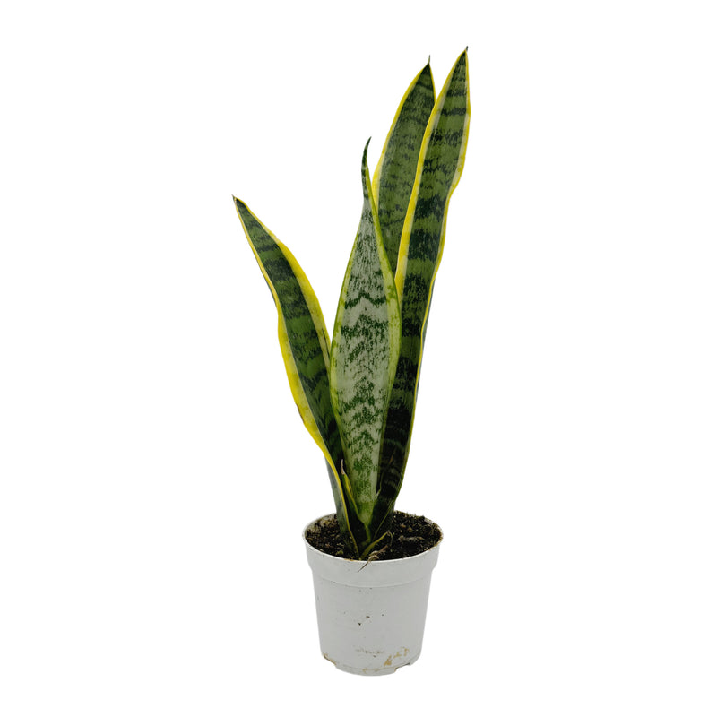 Sansevieria Trifasciata var. Laurentii | Snake Plant Variegated - Lazy Gardens