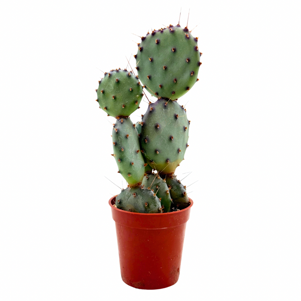 smooth prickly pear cactus Opuntia macrocentra