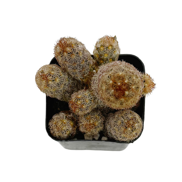 Mammillaria elongata ‘Pink Nymph’ | Pink Nymph Cactus - Lazy Gardens