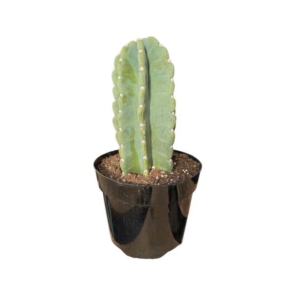Cereus jamacaru | Cuddly Cactus – Lazy Gardens