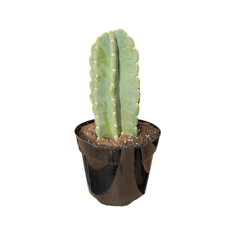 Cereus jamacaru