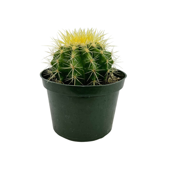 Echinocactus grusonii | Golden Barrel Cactus - Lazy Gardens