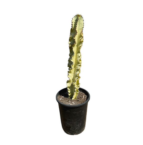 Euphorbia Ammak | Variegated African Candelabra - Lazy Gardens