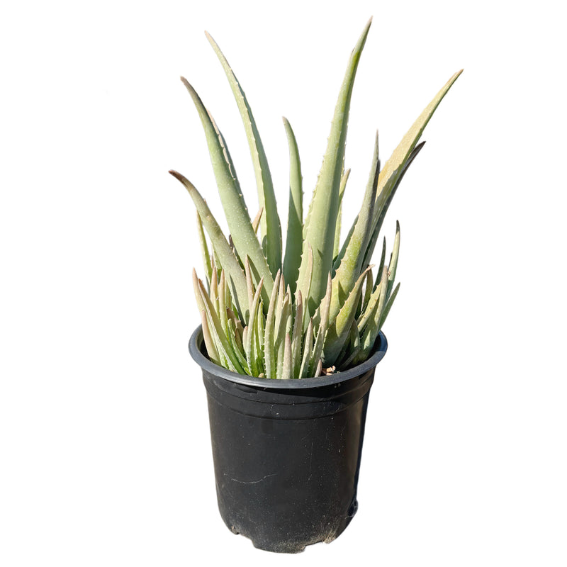 Aloe Vera - Lazy Gardens
