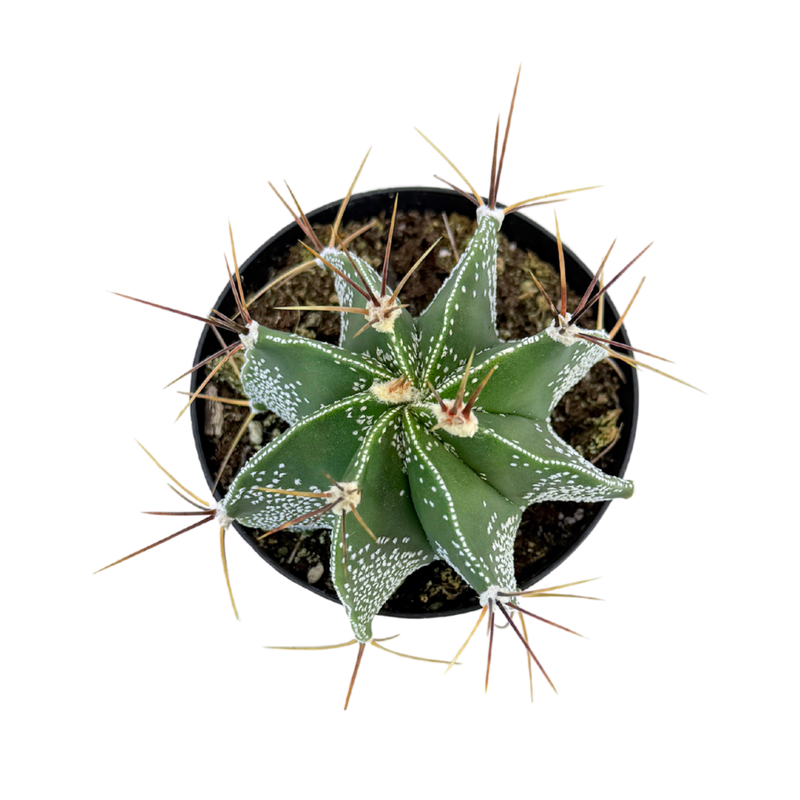 Astrophytum ornatum