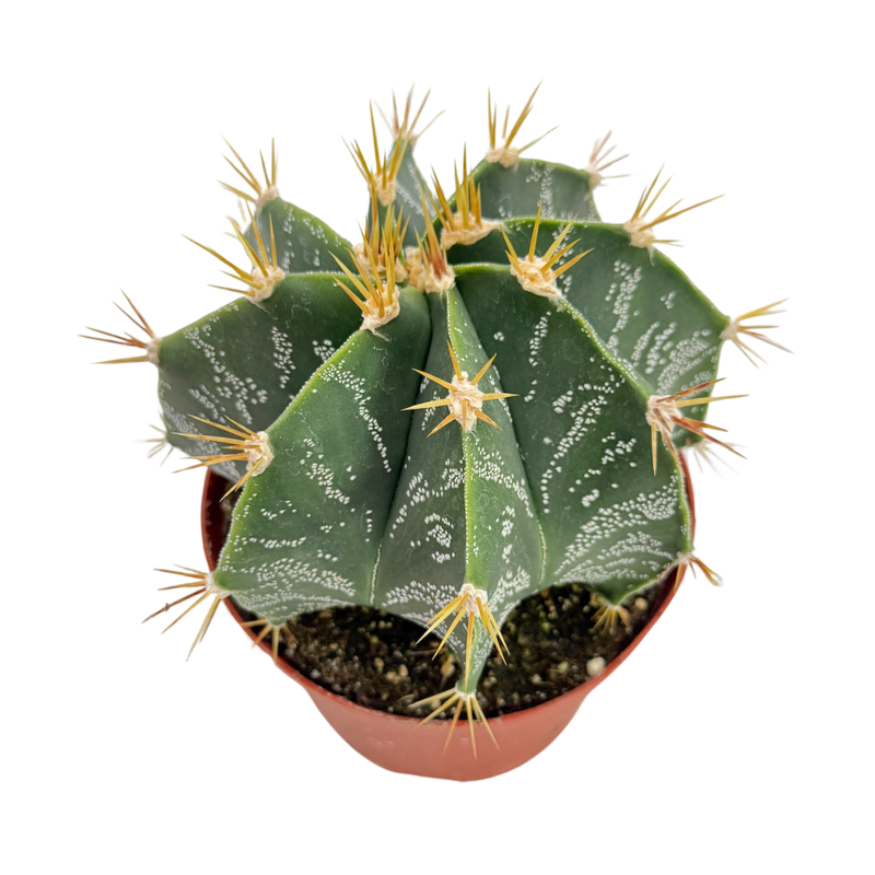Astrophytum ornatum