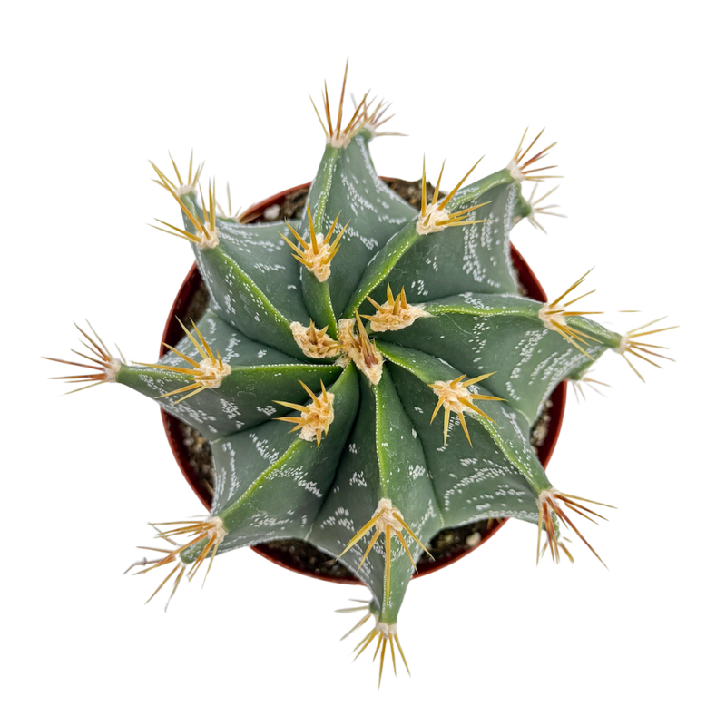 Astrophytum ornatum